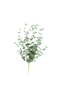 Eucalyptus Botanica