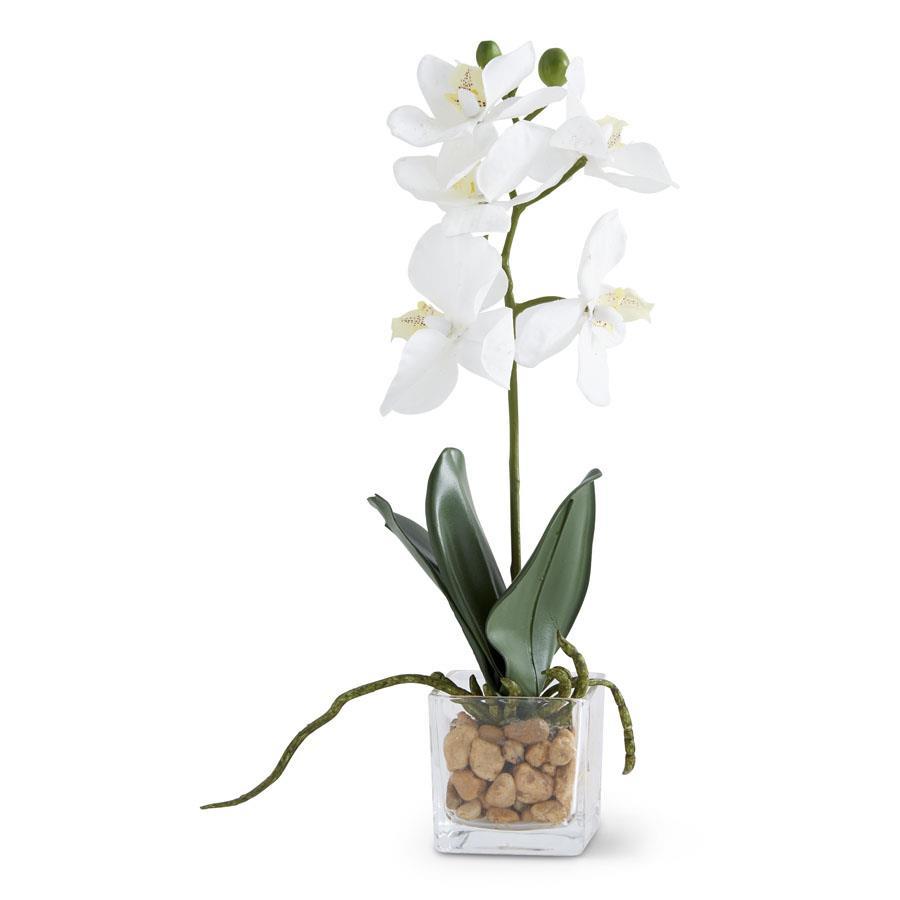 11" White Orchid in Square Glass Dish