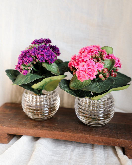 Kalanchoe in Pressed Vase