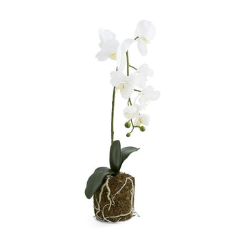 28" White Orchid in Moss Pot