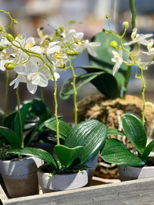 Potted White Orchid