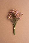 Chamomile Bundle (6 Stems)