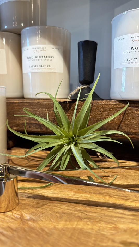 Artificial Air Plant