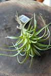 Artificial Air Plant