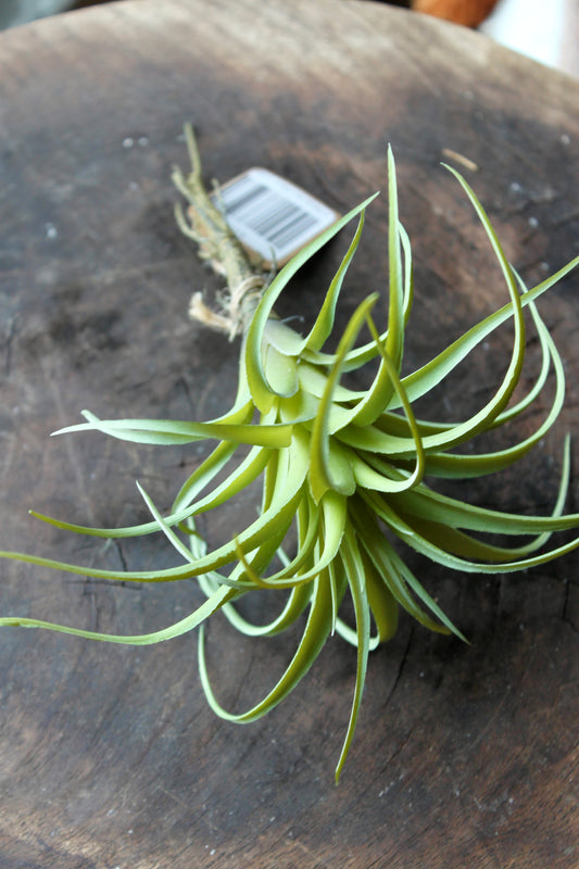 Artificial Air Plant