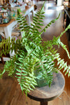 24" Fern Spray