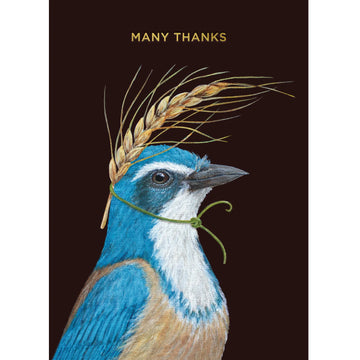 Many Thanks Scrub Jay Card