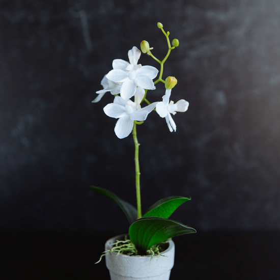 White orchid in a pot on a dark background