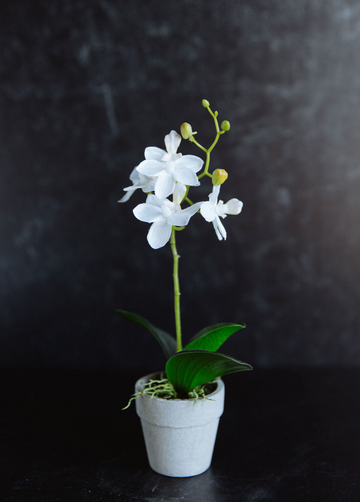 White orchid in a pot on a dark background