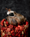 4" Feathered Quail