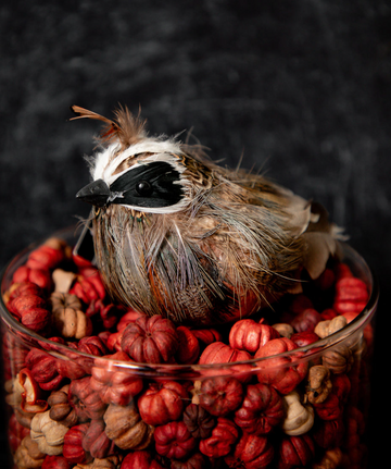 4" Feathered Quail