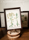 Leafy Botanical Framed Print