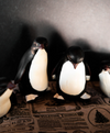 Baby Penguin Cuties