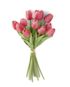 Bouquet of red tulips on a white background