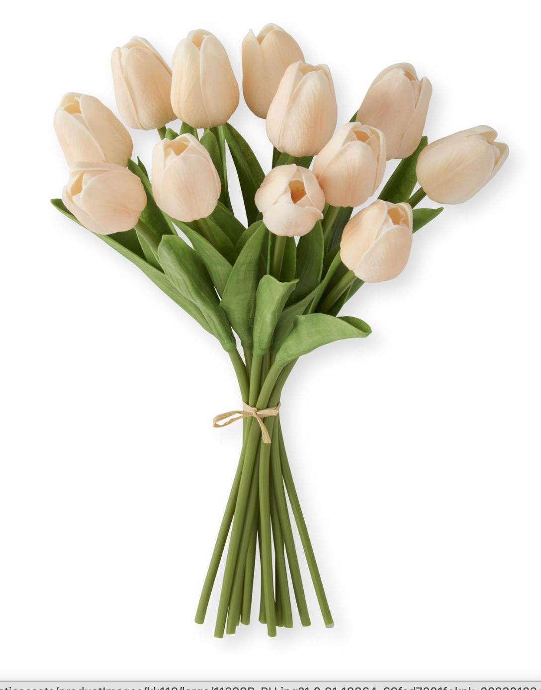 Bouquet of beige tulips on a white background