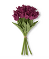 Bouquet of purple tulips with green stems on a white background